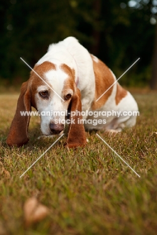 Basset Hound looking sad