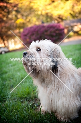 terrier mix in profile