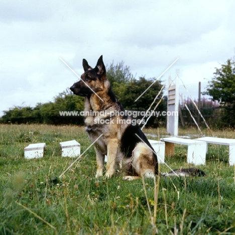 german shepherd dog with jumps in background