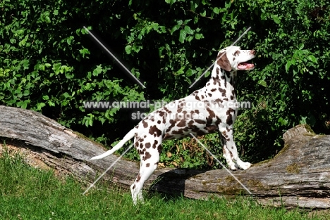 brown spotted Dalmatian on log