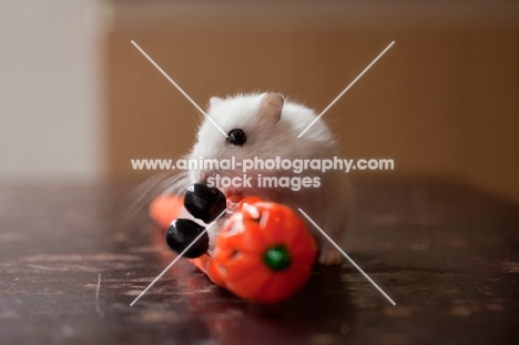 White Syrian Hamster climbing on plastic pumpkin toy