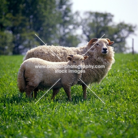 portland ewe and lamb at norwood farm