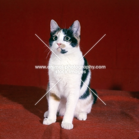 tortoiseshell and white short hair cat in studio