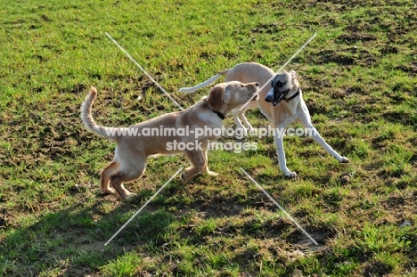 Whippet and Hovawart puppy at play