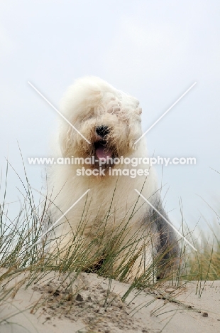 Old English Sheepdog