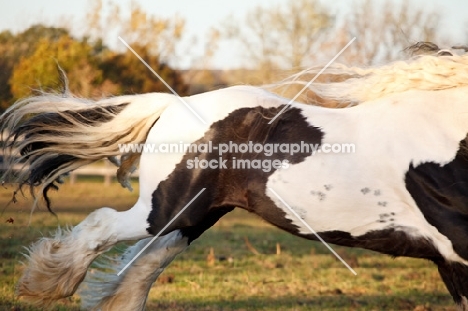 Gypsy Vanner galloping