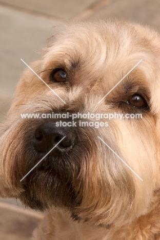 Soft Coated Wheaten Terrier close up