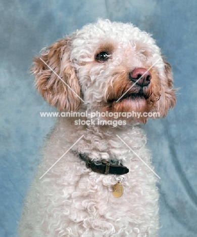 Lagotto Romagnolo head study in studio