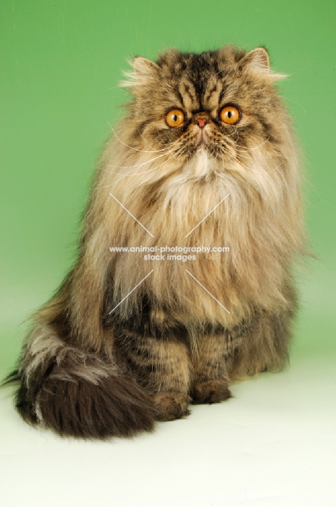 brown tabby persian cat, sitting down