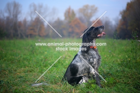 black and white English Setter sitting in a field
