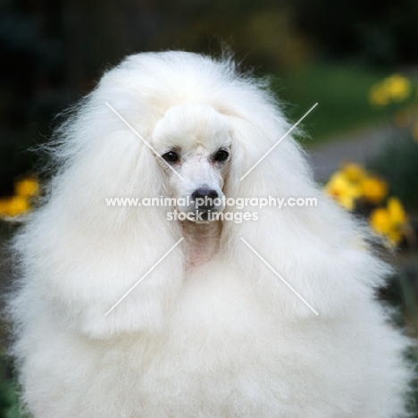 miniature poodle, portrait