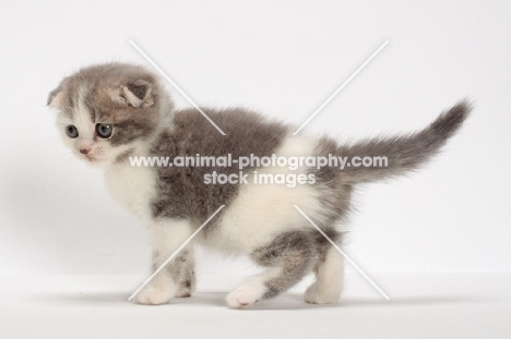 Scottish Fold kitten on white background