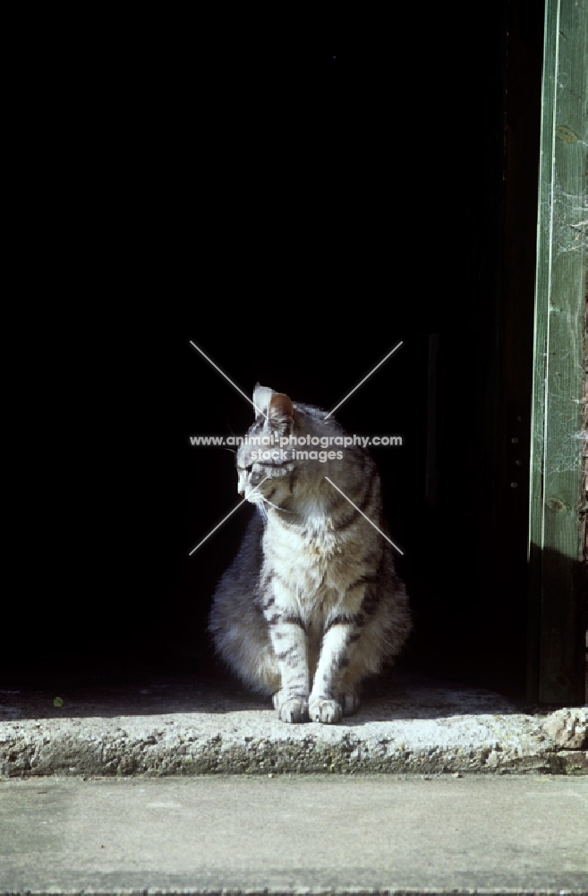 silver tabby feral x cat on a doorstep