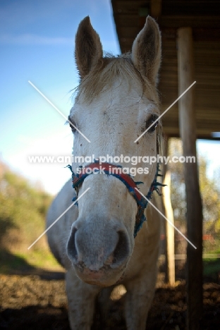 white arabian horse