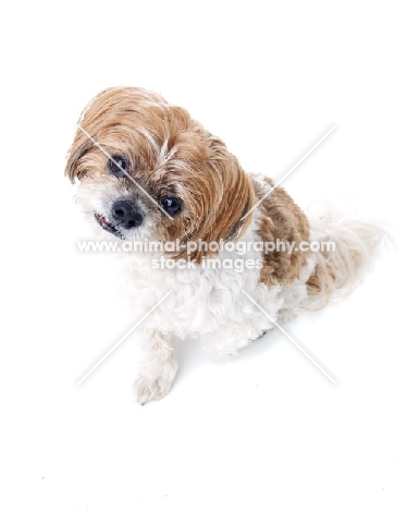 Shih Tzu on white background