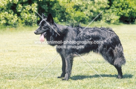 Nederlandse Herder - dutch sheepdog - long coat