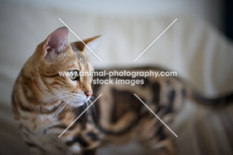 beautiful marble bengal on a couch