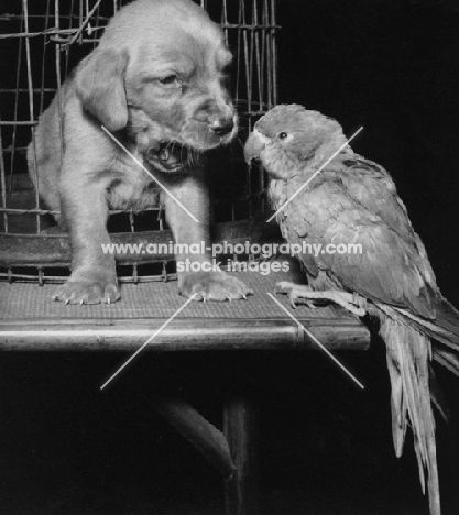Cocker Spaniel puppy looking at parrot