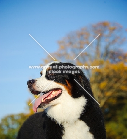 young Bernese Mountain Dog head study