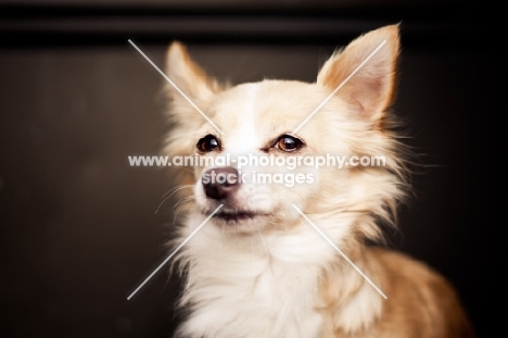 Chihuahua glancing at camera