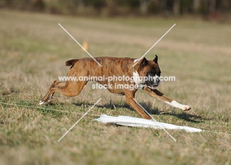 boxer dog running in field