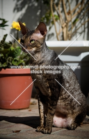 Cornish Rex sitting on patio