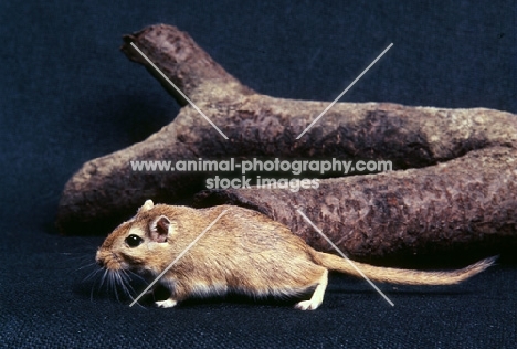 gerbil, agouti colour, side view, logs