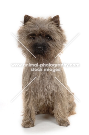 Cairn Terrier sitting  on white background
