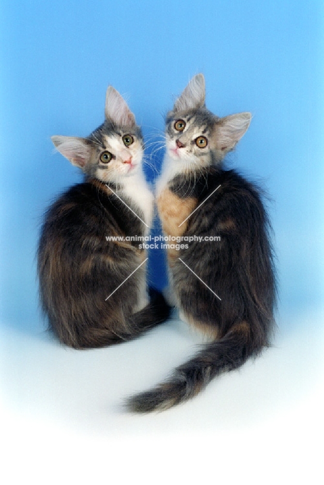 blue cream and white Oriental Longhair kittens. (aka Javanese or Angora)