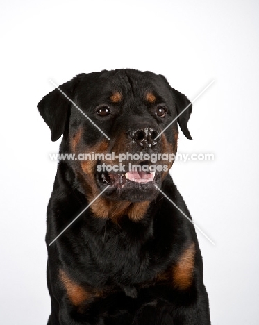 Rottweiler head study