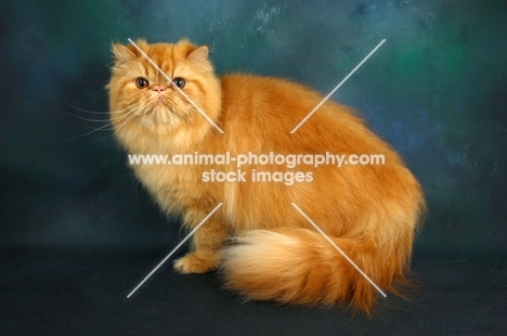 red self Persian