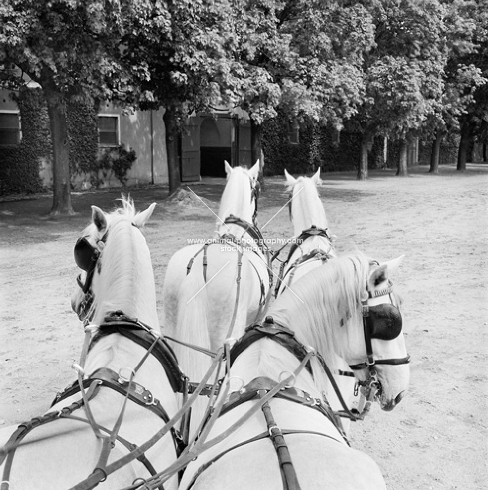 team of kladrubers in harness at kladruby 