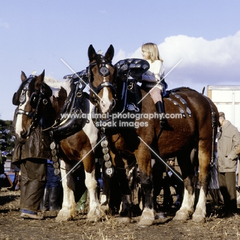 child sitting on a heavy horse during working demonstration