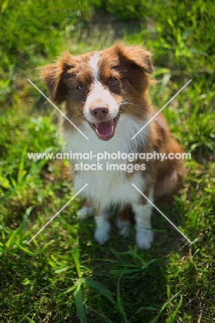 happy red bicolor australian shepherd sitting in the grass