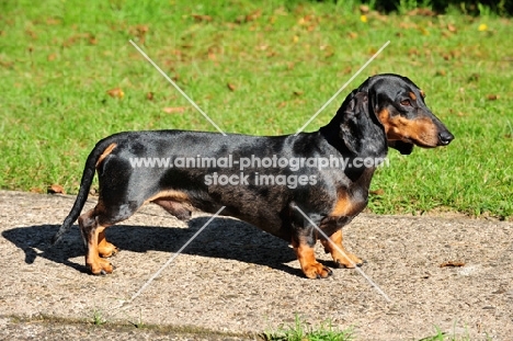 Smooth Dachshund posed, side view