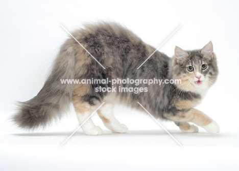 Blue Mackerel Torbie & White Norwegian Forest cat back up