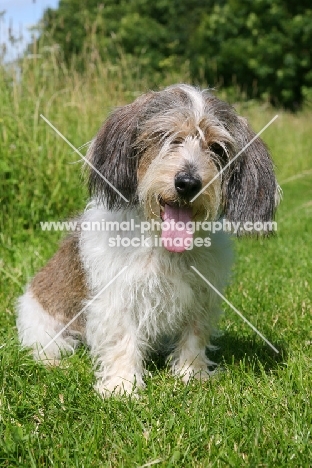 Basset Griffon Vendeen on grass