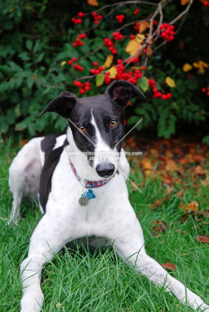 greyhound, ex-racer, lying on grass looking at camera,all photographer's profit from this image go to greyhound charities and rescue organisations