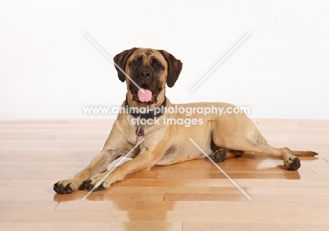 Mastiff lying on floor