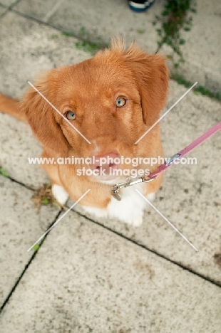 Nova Scotia Duck Tolling Retriever on paving