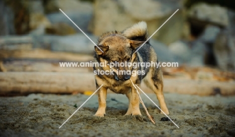 Swedish Vallhund picking up stick