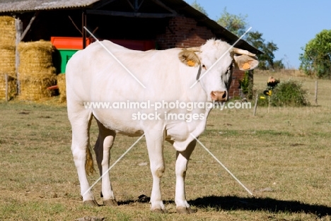 blonde d'aquitaine in a field