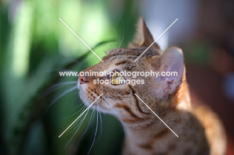 intense profile portrait of a female Bengal cat
