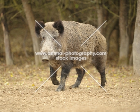 Wild boar