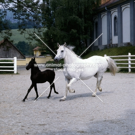 Storia, lipizzaner mare and foal in action together at piber