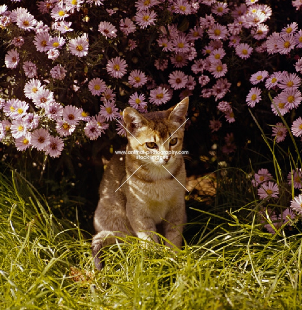 abyssinian kitten sitting on grass with flowers