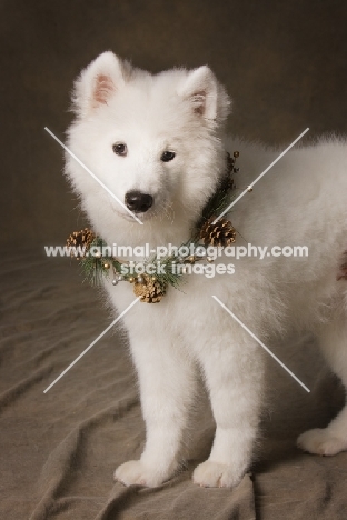 young Samoyed wearing Christmas collar