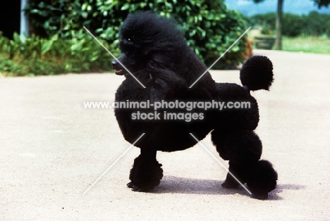 miniature poodle from montfleurie kennels