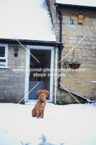 young Nova Scotia Duck Tolling Retriever in front of a house