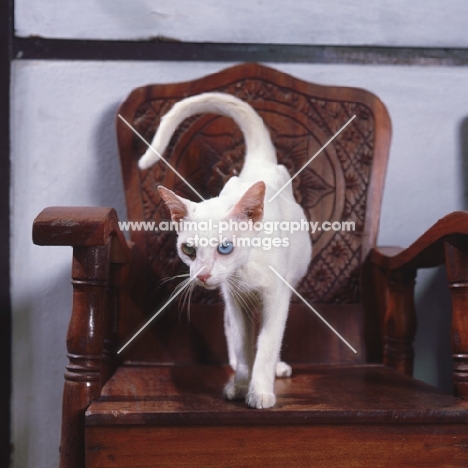 Kao Manee cat, standing on a wooden chair